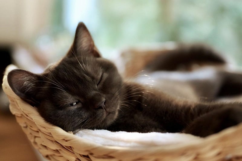 Voici ce que veut vous dire votre chat quand il miaule et ronronne